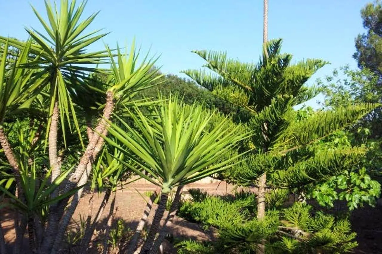 Holiday home 2 Bedrooms House With Private Pool Enclosed Garden And Wifi At Campos Campos
